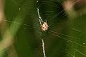 ZZ_ZZ379_D5278_Z_80_Milaa Milaa_Australie